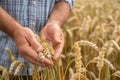 Farmer examining wheat ears in farm wheat field Royalty Free Stock Photo