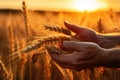 Farmer examining wheat ears in field at sunset, close-up, Hand of a worker man taking wheat spikes at sunset, close-up, AI