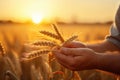 Farmer examining wheat ears in field at sunset, closeup of hands, hand of worker man taking wheat spikes at sunset close up, AI