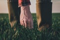 Farmer examining wheat plants in wheatgrass field