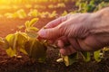 Farmer examining young green soybean crop plant