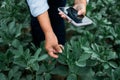 Agronomist examining soybean crops in field, farm work and agriculture. Farmer examining young green corn maize crop Royalty Free Stock Photo