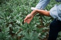 Agronomist examining soybean crops in field, farm work and agriculture. Farmer examining young green corn maize crop Royalty Free Stock Photo