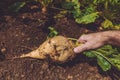 Farmer extracting sugar beet root crop Royalty Free Stock Photo