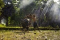 Farmer family, Father carrying a son to ride on the back of a buffalo in the rice field. Young man and boy with a buffalo this lif