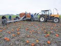 Farmer family harvest orange pumpkins on field in the province of groningen in the netherlands