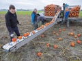 Farmer family harvest orange pumpkins on field in the province of groningen in the netherlands