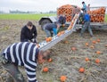 Farmer family harvest orange pumpkins on field in the province of groningen in the netherlands