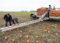 Farmers family harvest orange pumpkins on field in the province of groningen in the netherlands