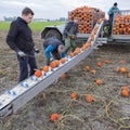 Farmer family harvest orange pumpkins on field in the province of groningen in the netherlands