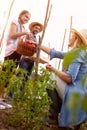 Farmer family pick mature tomatoes