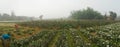 Farmer family plucking Chrysanthemums, Chandramalika, Chandramallika, mums , chrysanths, genus Chrysanthemum. winter morning,