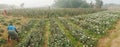 Farmer family plucking Chrysanthemums, Chandramalika, Chandramallika, mums , chrysanths, genus Chrysanthemum. winter morning,