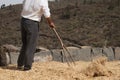 The farmer fanning wheat, separating the wheat Royalty Free Stock Photo