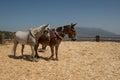 The farmer fanning wheat separating the wheat from the chaff, horse background Royalty Free Stock Photo