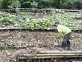 Farmer on a farm in Balamban, Cebu, Philippines Royalty Free Stock Photo