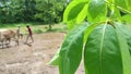 Farmer at farm seeding rice food