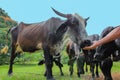 Farmer fed to a domestic black cows on the farm