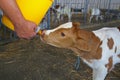 Feeding newborn hungry and cute calf in the cowshed at dairy farm Royalty Free Stock Photo