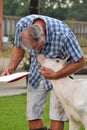 Farmer feeding a baby white cow