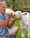 Farmer feeding a baby white cow