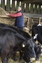 Farmer Feeding Cattle In Barn Royalty Free Stock Photo