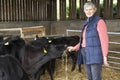 Farmer Feeding Cattle In Barn