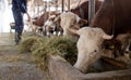 Farmer feeding cows in stable