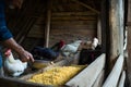 Farmer feeding chickens corn inside a rustic wooden coop in a countryside setting Royalty Free Stock Photo