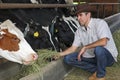 Farmer feeding cows