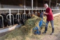 Farmer feeding cows on dairy farm Royalty Free Stock Photo