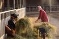 Farmer feeding cows on dairy farm Royalty Free Stock Photo