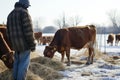 farmer feeding cows on frozen ground, hay visible Royalty Free Stock Photo