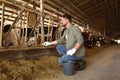 Farmer feeding cows with hay on farm. Animal husbandry Royalty Free Stock Photo