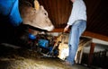 Farmer feeding cows with hay Royalty Free Stock Photo