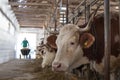 Farmer feeding cows in stable Royalty Free Stock Photo