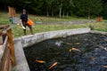 Farmer feeding golden trouts cultured in trout farm reservoir. Royalty Free Stock Photo