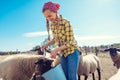 Farmer feeding her farm sheep