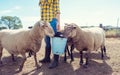 Farmer feeding her farm sheep