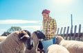 Farmer feeding her sheep on the farm