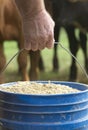 Farmer Feeding His Baby Cows from a Blue Bucket