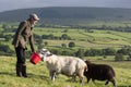 Farmer feeding his sheep with red bucket in a field,