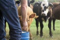 Farmer feeding his cows from a blue bucket