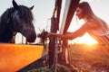 Farmer feeding horses with grass on farm yard at sunset. Cattle eating and walking outdoors Royalty Free Stock Photo