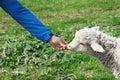 Farmer feeding lamb with dandelion in field, closeup Royalty Free Stock Photo