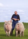 Farmer Feeding Pigs Royalty Free Stock Photo