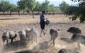 Farmer feeding pigs cattle