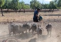 Farmer feeding pigs cattle on pasture