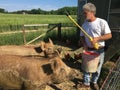 Farmer Feeding Pigs