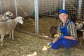 Farmer feeding sheeps in barn